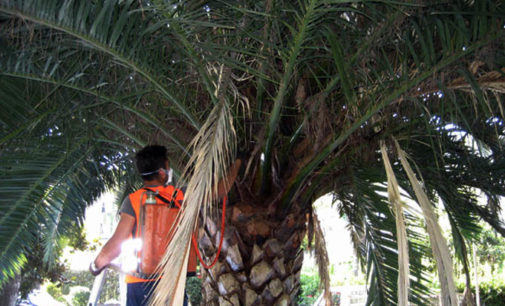 PATTI – Nuovo attacco del punteruolo  rosso sulle palme comunali, si corre ai ripari