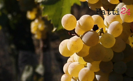 MILAZZO – Prima vendemmia dell’azienda Planeta nei terreni che detiene in affitto dalla Fondazione Lucifero