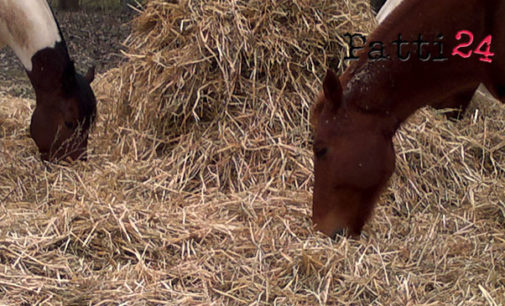 TUSA – Sequestrato maneggio abusivo, privo delle necessarie autorizzazioni sanitarie per la detenzione degli animali