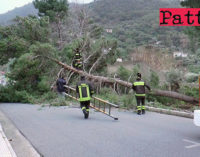 GIOIOSA MAREA – Albero spezzato in due ieri sulla via Lombardia causa le forti raffiche di vento (CanaleSicilia.it)