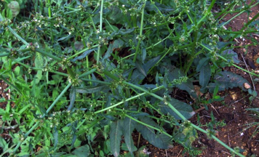 PATTI – Potatura verde pubblico. Lunedi’ 30 divieti di sosta e di fermata nelle zone interessate delle vie Mazzini, Lionti e B.Croce