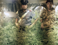 MESSINA – Coltivazione di piante di cannabis indica alte fino a 2 metri. Arrestato 43enne messinese