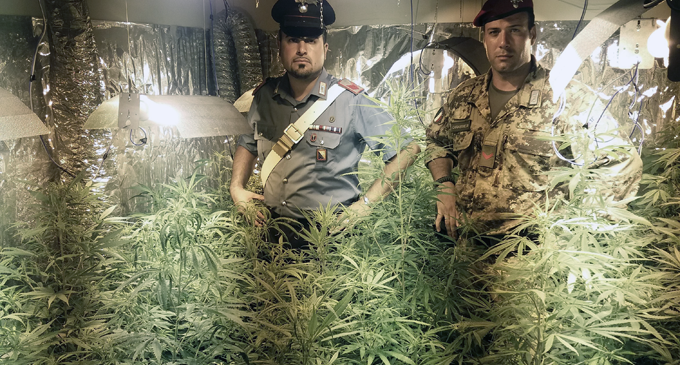 MESSINA – Coltivazione di piante di cannabis indica alte fino a 2 metri. Arrestato 43enne messinese