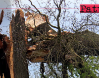 PATTI – Manutenzione alberi colpiti delle avversità atmosferiche