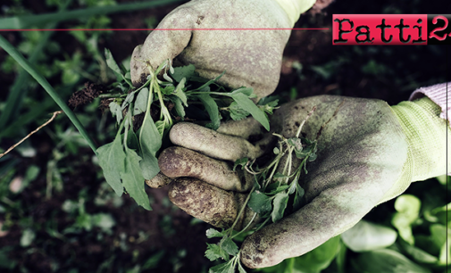 MILAZZO – Anche l’ultimo giardiniere  è ormai prossimo alla pensione, Comune alla ricerca di giardinieri.