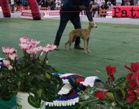 PATTI – Concorso per cani al campeggio “Marinello”