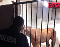 MESSINA – Bloccata corsa clandestina di cavalli lungo il viale Giostra. Denunciato uno dei fantini.