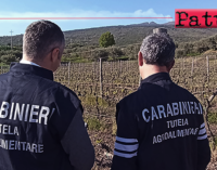 MESSINA – La Procura Europea e i Carabinieri sequestrano beni per 70mila euro in provincia.