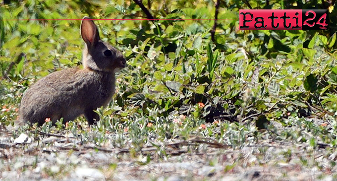 MILAZZO – Città con maggiore biodiversità d’Italia per il 2023. 3° posto in Europa e 22° a livello mondiale.