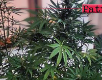 MESSINA – Coltivava cannabis in casa. 54enne denunciato