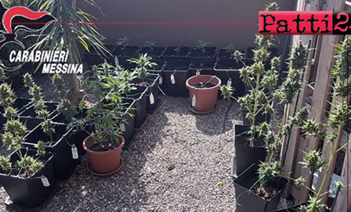 MESSINA – Nel retrostante giardino di casa, realizza una piantagione di marijuana nascosta dietro la piscina del figlioletto. Arrestato 34enne