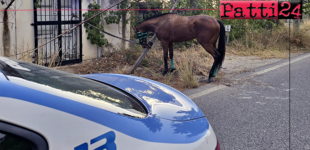 MESSINA – Corse clandestine di cavalli. Indagati 2 messinesi